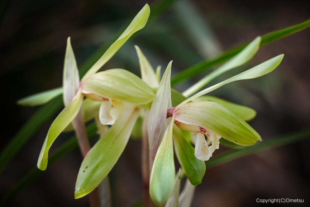 青梅・霞丘陵のシュンラン