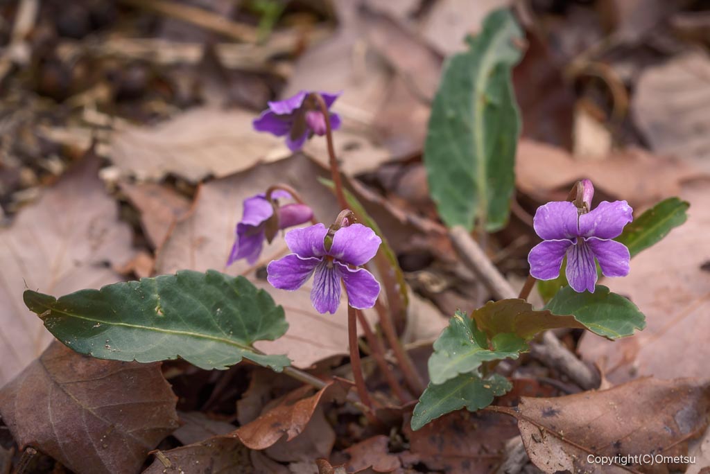 青梅・霞丘陵のマキノスミレ