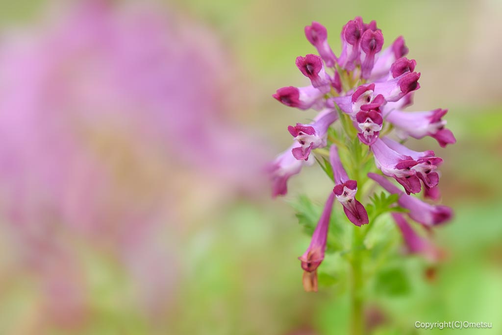 青梅・霞丘陵のムラサキケマン