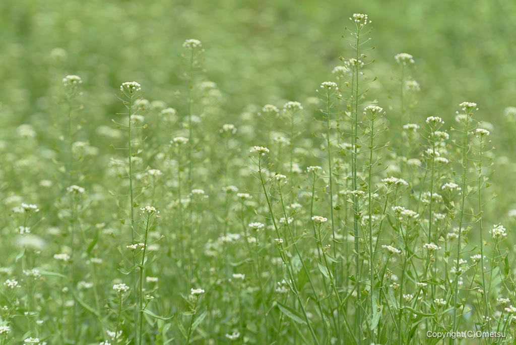 青梅・霞丘陵のナズナ