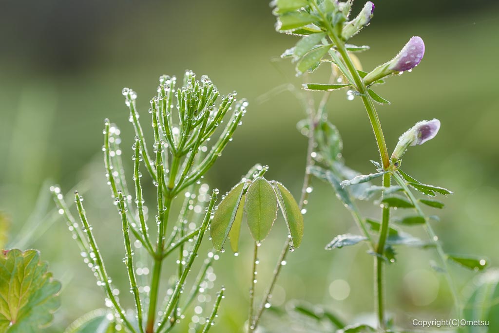 あきる野市・高尾付近のカラスノエンドウ