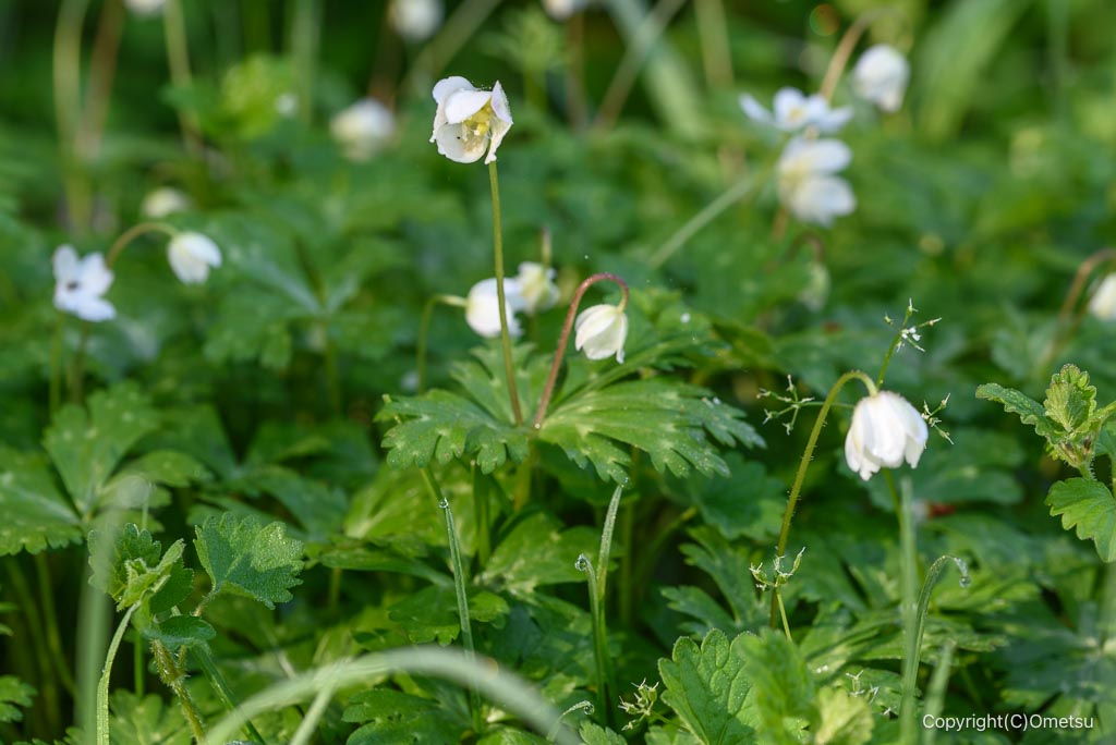 あきる野市・高尾公園のニリンソウ