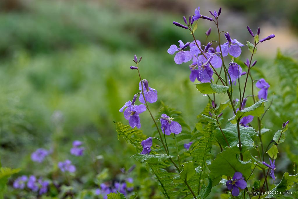 あきる野市・高尾公園のハナダイコン