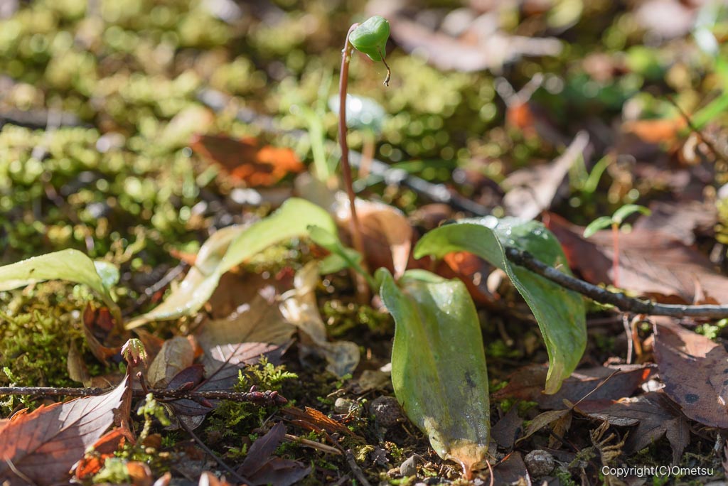 あきる野市・高尾公園のカタクリの実