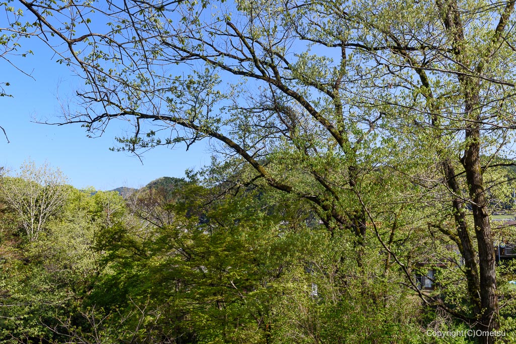 あきる野市・高尾公園の新緑