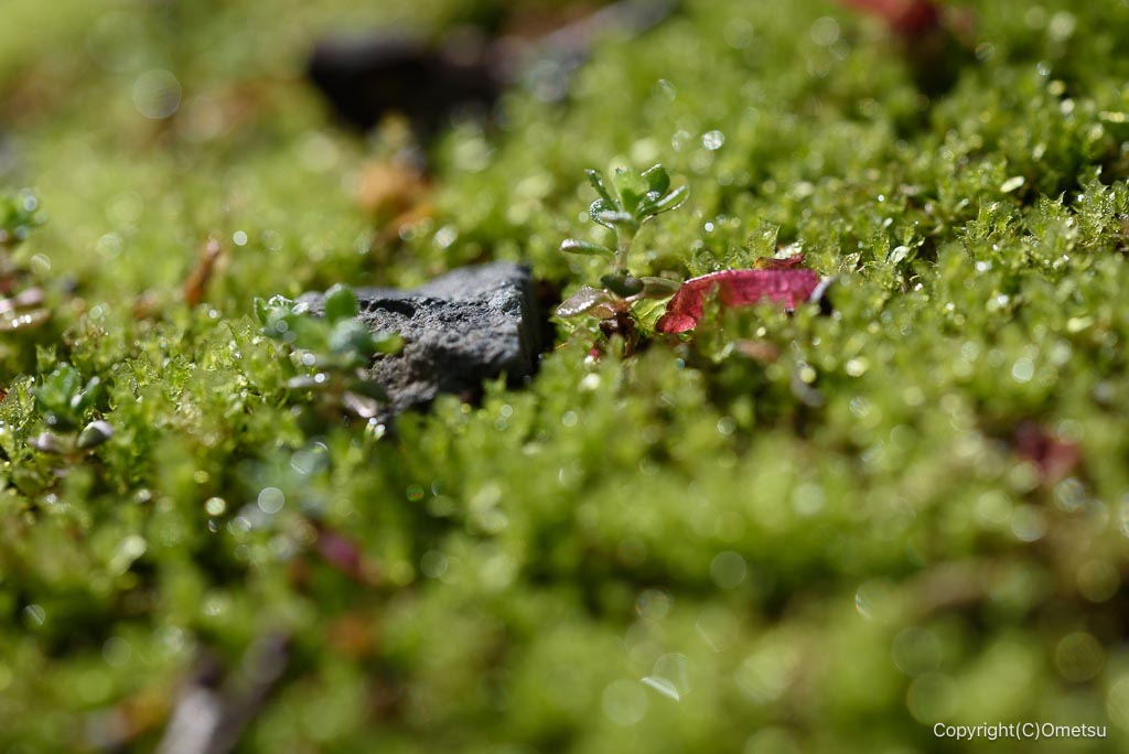 あきる野市・高尾公園の苔
