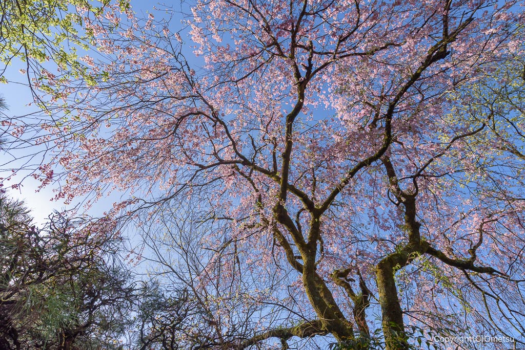 あきる野市・高尾の、大光寺の桜