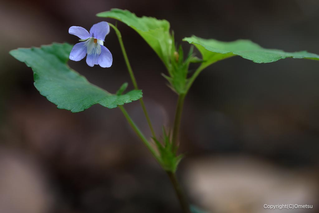 あきる野市・高尾神社付近のスミレ