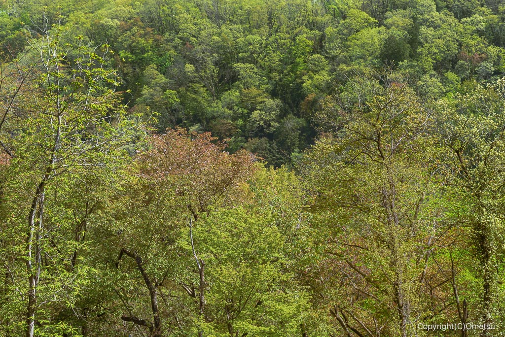 あきる野市・網代城址跡の新緑