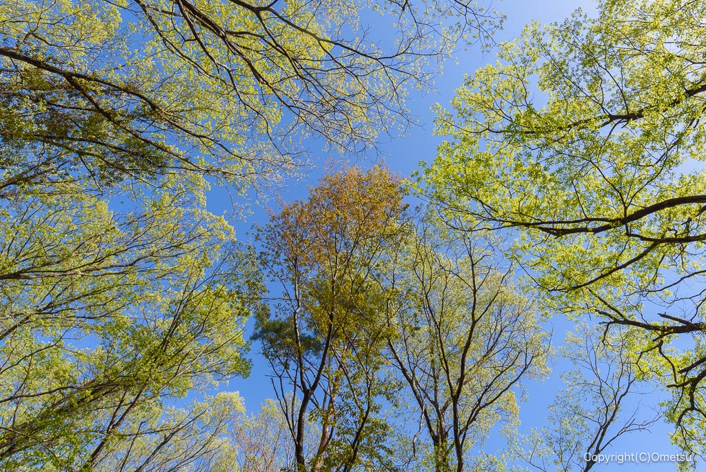 あきる野市・網代城址跡付近の、新緑の森