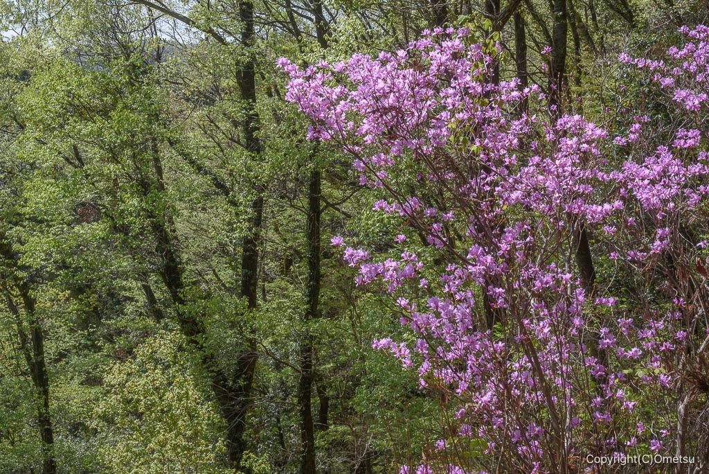 あきる野市・網代弁天山のツツジ