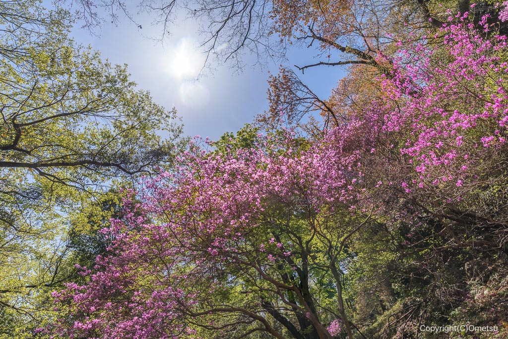 あきる野市・網代弁天山のツツジと新緑