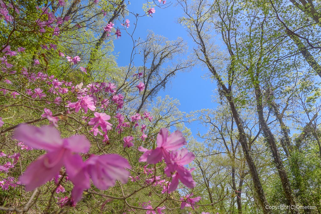 あきる野市・網代弁天山のツツジ