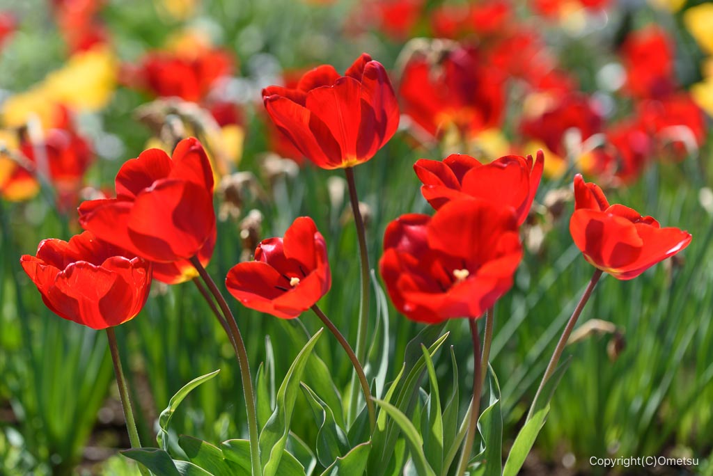 あきる野市・網代弁天山付近のチューリップ