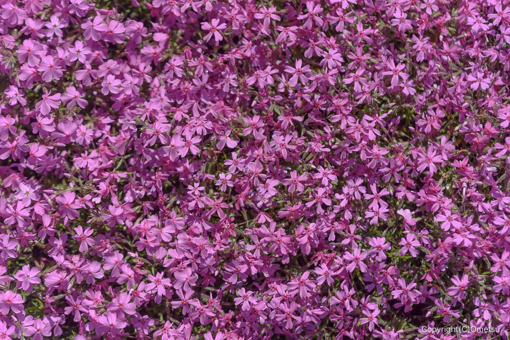 あきる野市・網代弁天山付近の芝桜