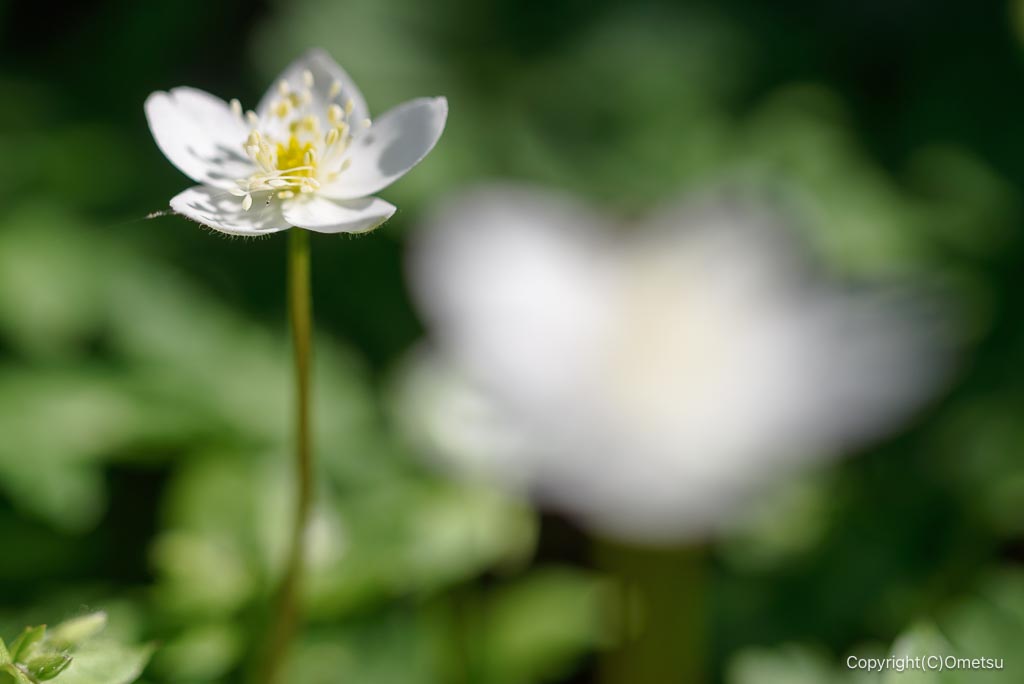 青梅・御岳のニリンソウ