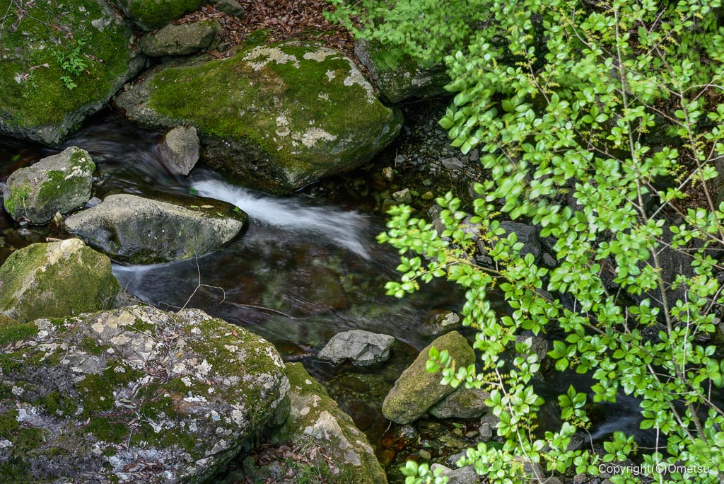 青梅・御岳の大沢川の清流