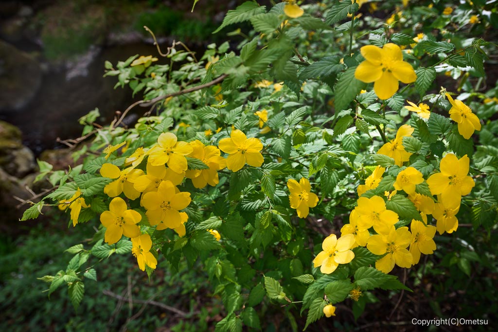 青梅市都道193号線のヤマブキ