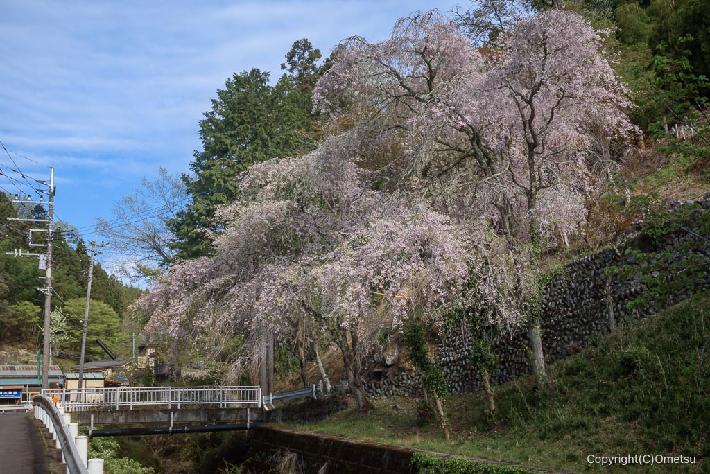 青梅市・平溝川沿いの、枝垂れ桜