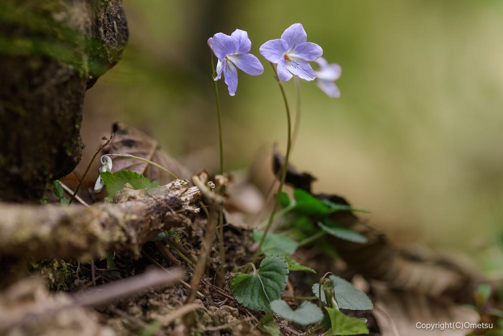 高水三山・タチツボスミレ