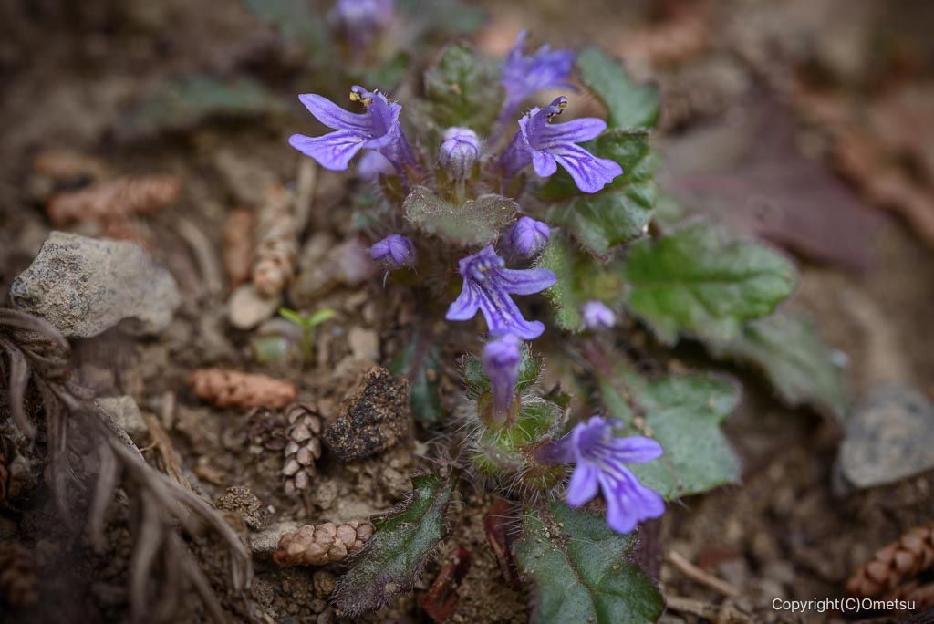 高水三山の、キランソウ
