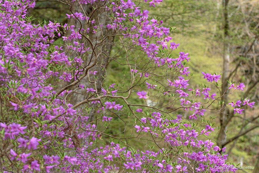 高水三山のツツジ