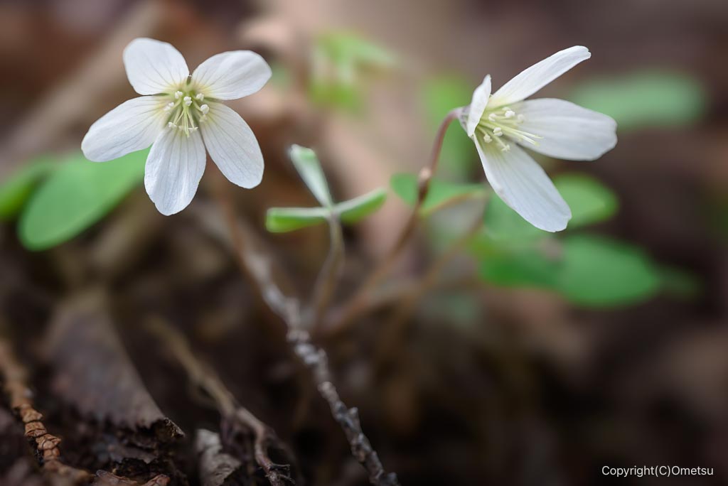高水三山のミヤマカタバミ