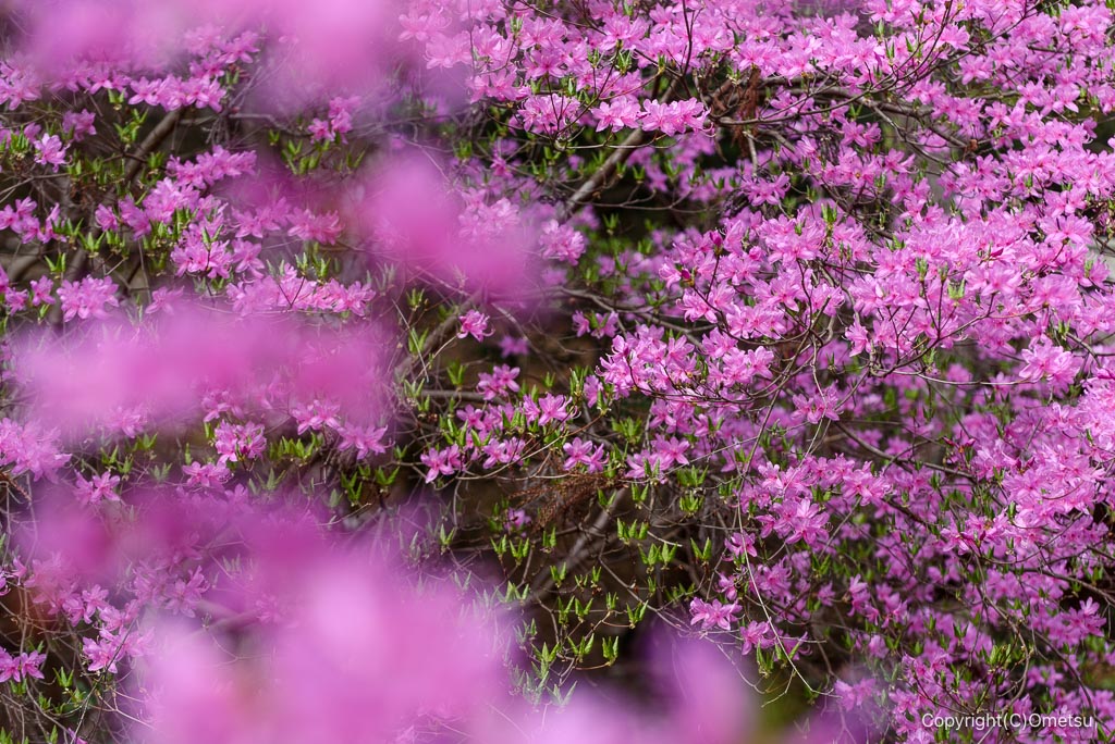 高水三山・常福院のツツジ