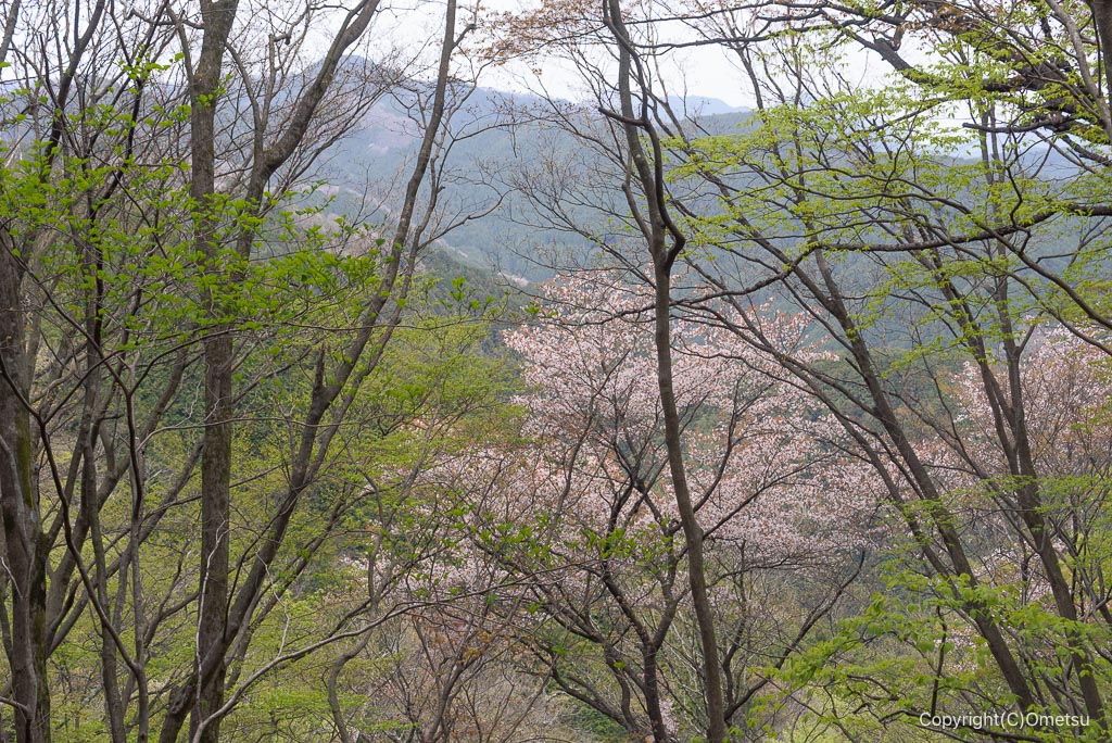 高水山付近の、新緑と山桜