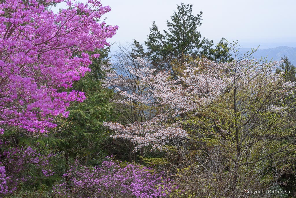 高水三山のツツジとヤマザクラ