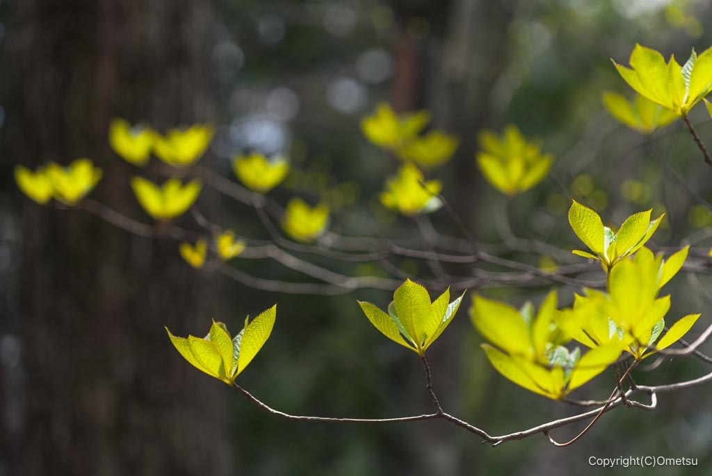高水三山の新緑