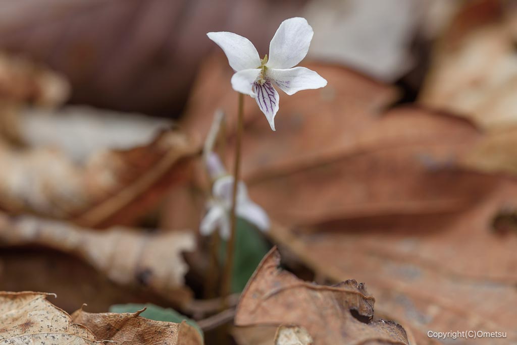 高水三山の、フモトスミレ