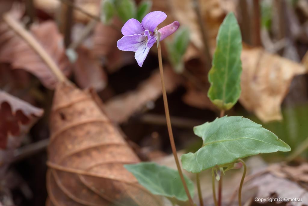 高水山山のマキノスミレ