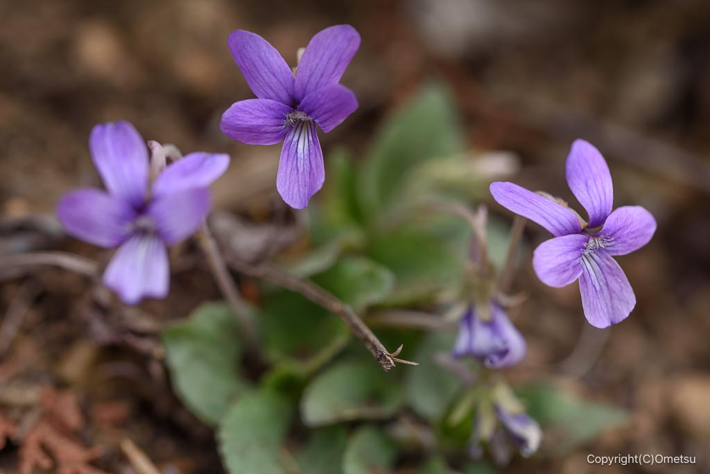 高水三山のスミレサイシン