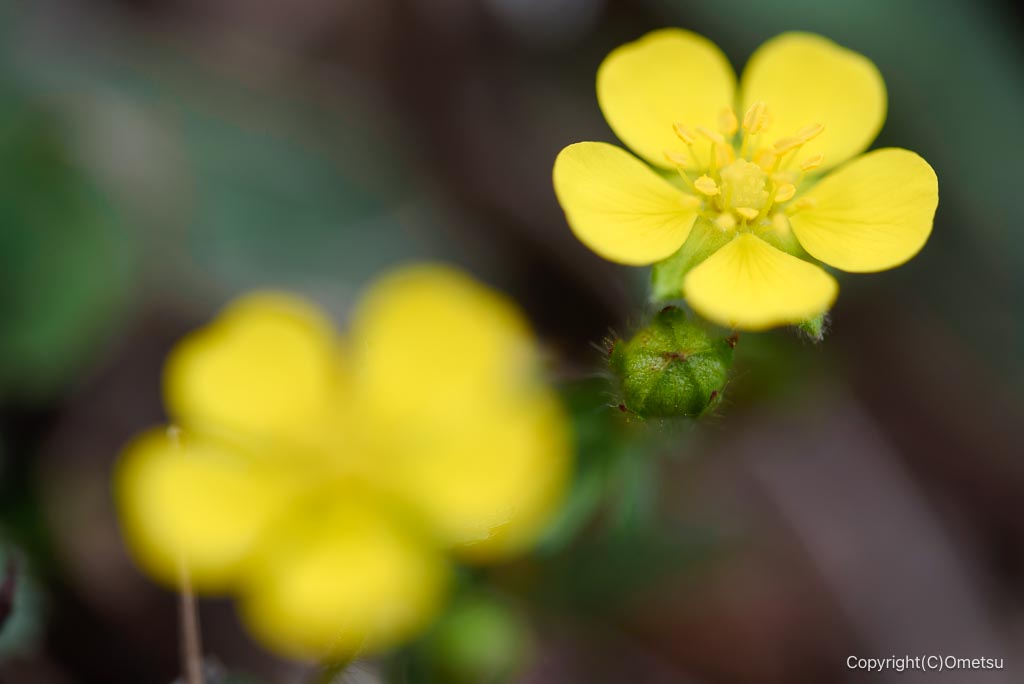 高水三山のキジムシロ