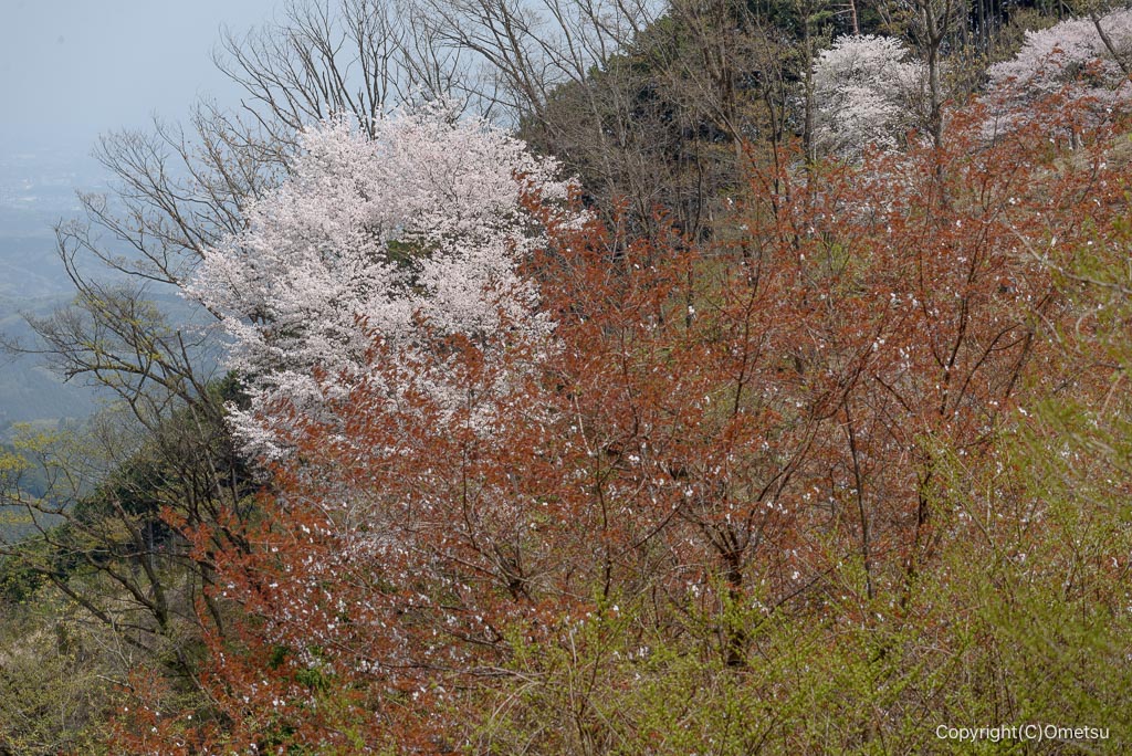 高水三山。惣岳山付近のヤマザクラ