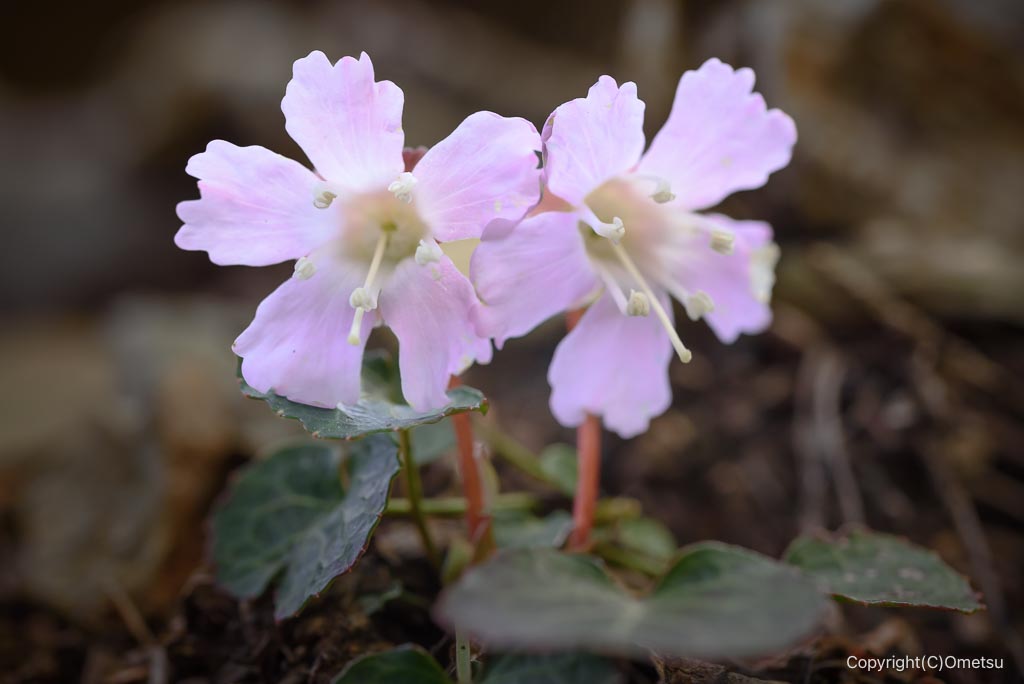 高水三山・惣岳山付近のイワウチワ