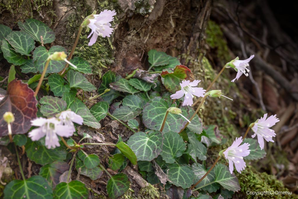 高水三山・惣岳山付近のイワウチワ