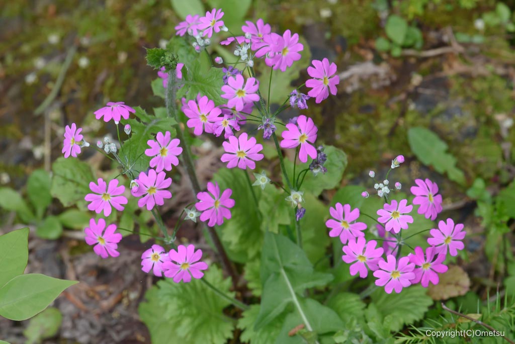 青梅市・青渭神社里宮付近の、サクラソウ