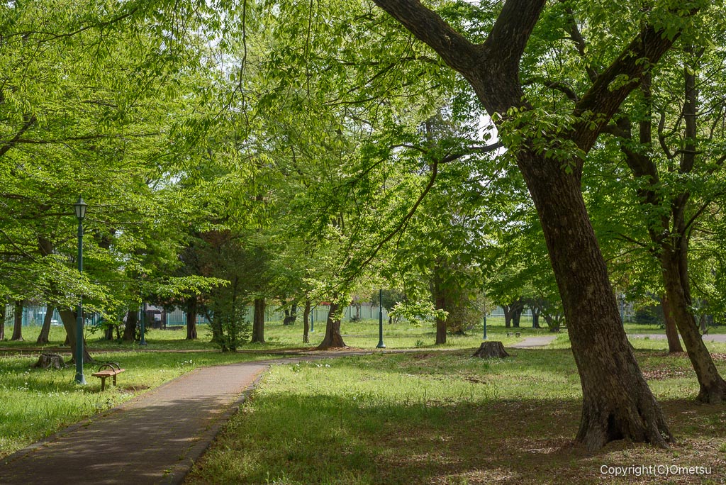 青梅市・都立誠明学園の森