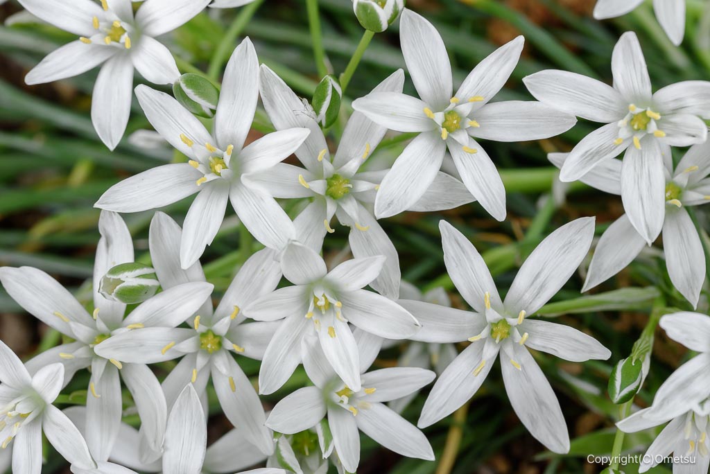 青梅市・都立誠明学園のアマナ