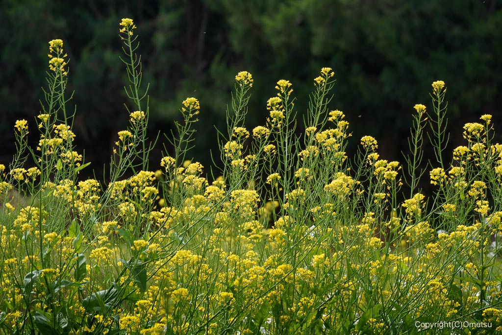 青梅市・都立誠明学園の菜の花