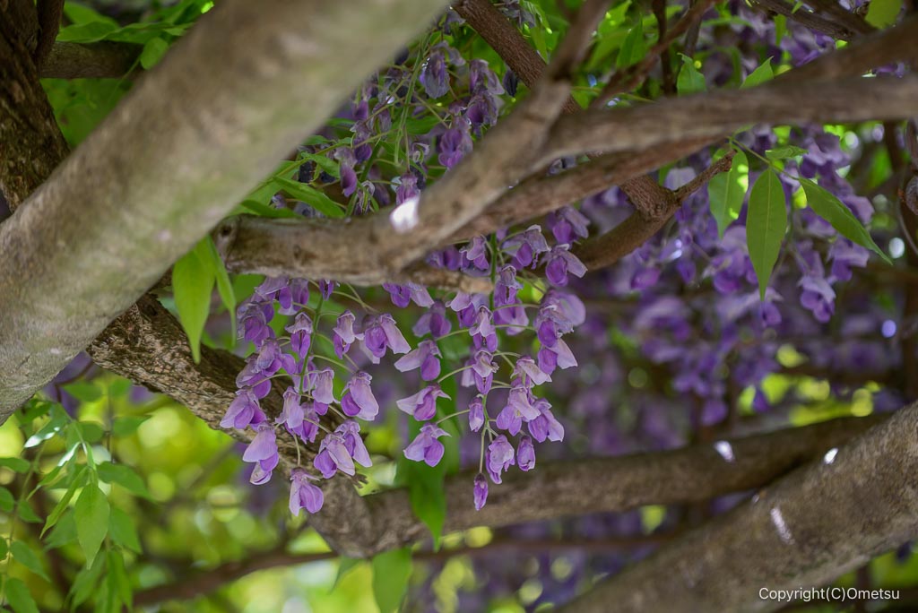 東京都・瑞穂町の遊歩道の藤の花