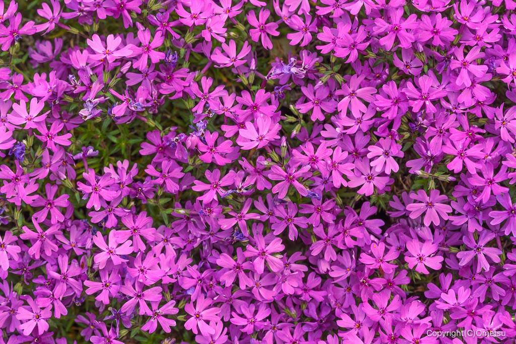 東京都・瑞穂町の芝桜