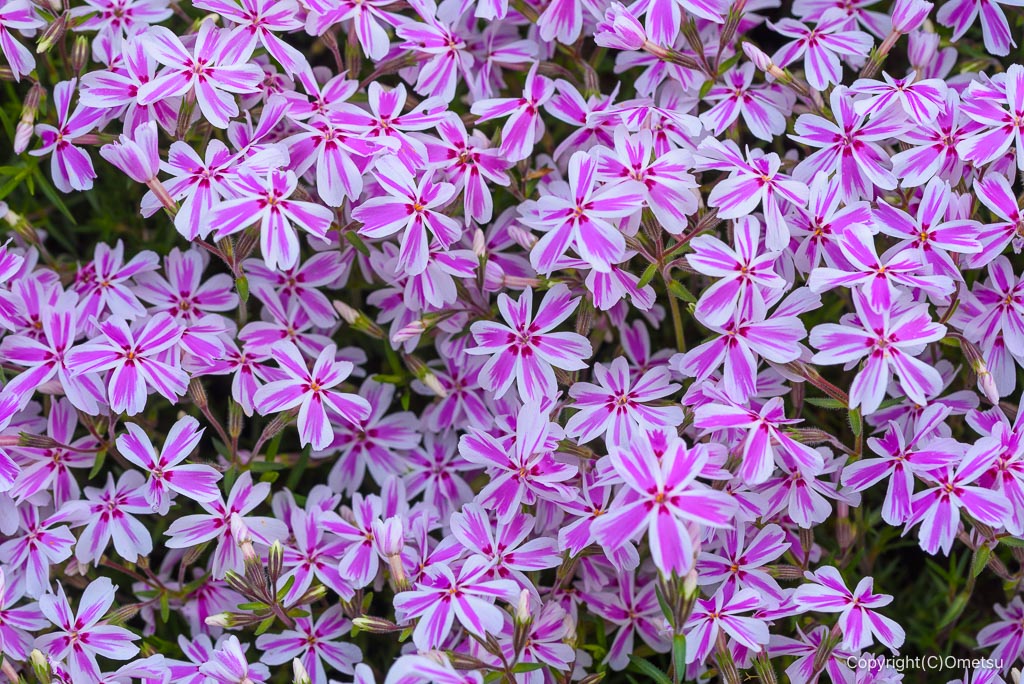 東京都・瑞穂町の。2色のい芝桜