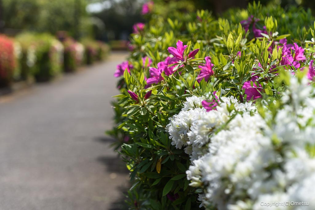 東京都・瑞穂町の遊歩道のツツジ