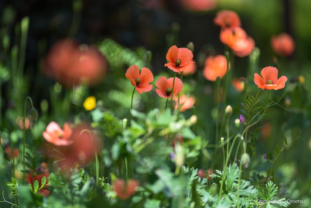 東京都・瑞穂町の、ナガミヒナゲシ