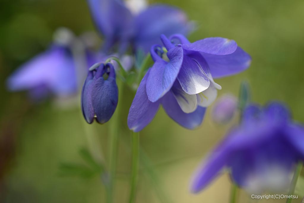 東京都・瑞穂町の、オダマキ