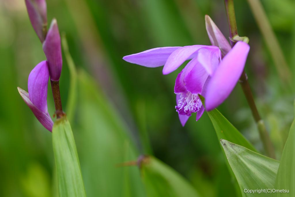 東京都・瑞穂町の、下野公園近くのシラン