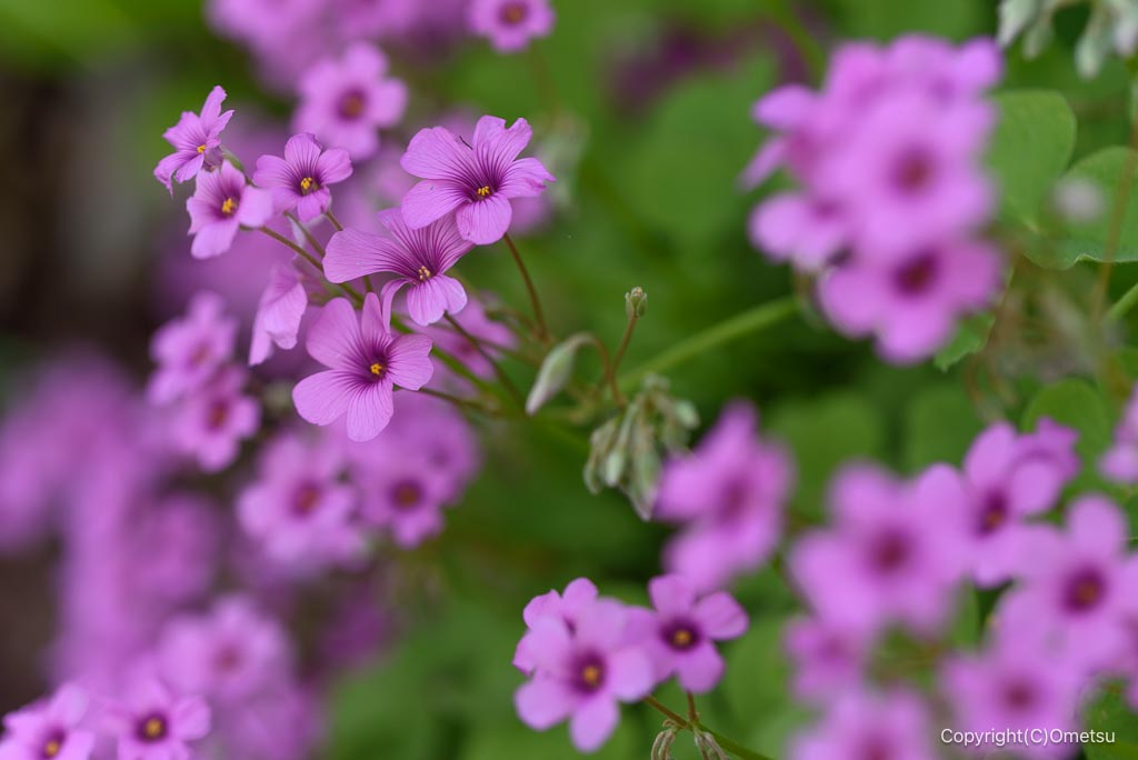 東京都・瑞穂町の、カタバミ